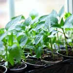 Ide Bisnis Jual Bibit Pohon Cabai