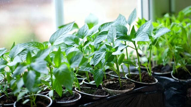 Ide Bisnis Jual Bibit Pohon Cabai